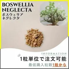 2025年最新】ボスウェリア ネグレクタの人気アイテム - メルカリ