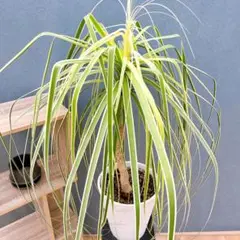 現品　トックリラン　ノリナ　斑入り　26番　トックリラン斑入り　観葉植物 2025年最新】ノリナ 斑入りの人気アイテム - メルカリ