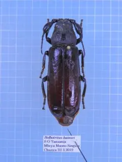 ベトナム産　頭の大きい希少なノコギリカミキリ 標本 ベトナム産 頭の大きい希少なノコギリカミキリ 標本 - メルカリ