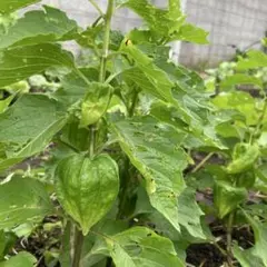 食用ほおずき 苗 ・太陽の子・自然栽培・八ヶ岳山麓・2ポット - メルカリ