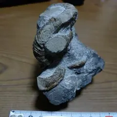 『ちび様』専用取引品、北海道アンモナイト化石　異常巻３点＋正常巻１点 ちび様』専用取引品、北海道アンモナイト化石 異常巻3点＋正常巻1