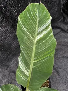 斑入りタニーバナナ　希少バナナ苗⑤ 斑入りタニーバナナ 希少バナナ苗 - メルカリ
