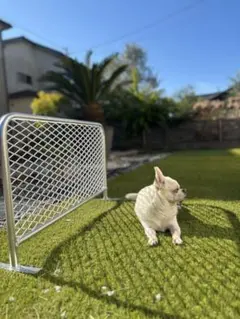 2025年最新】アメリカンバリケードの人気アイテム - メルカリ