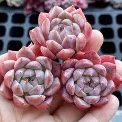 速達　rurukuri様 リクエスト 2点 まとめ商品