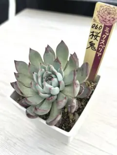 2025年最新】おらいさん苗 桜鬼の人気アイテム - メルカリ