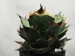 2026年最新】アガベの人気アイテム - メルカリ