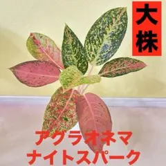 アグラオネマ ナイトスパーク　抜き苗　大株のサムネイル