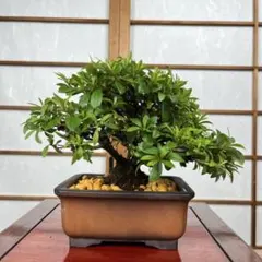 皐月(さつき)】 