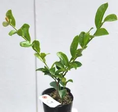 るうページ　弁慶柱　大2苗　抜き苗発送 るう様専用ページ 弁慶柱 大2苗 抜き苗発送 - メルカリ