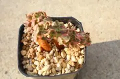 の*す様 多肉植物　アエオニウム・女神斑入り綴化