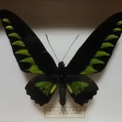 蝶の標本　トリバネアゲハの世界(1AA1) 蝶の標本 トリバネアゲハの世界(1AA1) 蝶の標本トリバネアゲハの