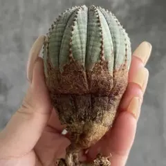 2026年最新】euphorbiaの人気アイテム - メルカリ