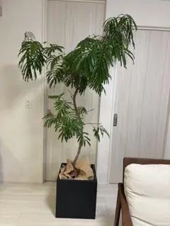 観葉植物 エバーフレッシュ2m20cm 直接引き取り限定