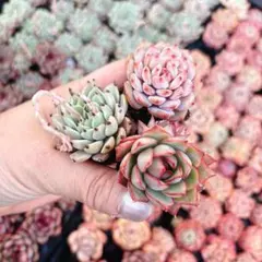 感謝セット試作品*そのまま飾れる多肉植物の寄せ植え - メルカリ