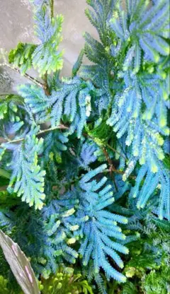 バンバンP様 リクエスト 2点 まとめ商品