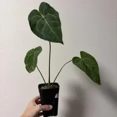 Anthurium KOSvari×KOS butterfly vari 種1粒 - メルカリ