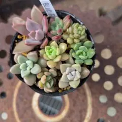多肉植物　抜き苗セット⑥（6センチポット）のサムネイル
