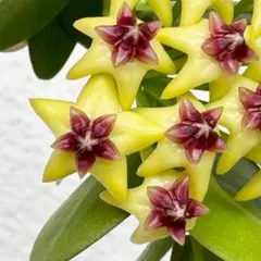 即購入可　観葉植物　ホヤ クミンギアナ　クムンギアナ　ポットごとのサムネイル