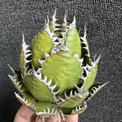 2026年最新】アガベ ホリダ 大株の人気アイテム - メルカリ