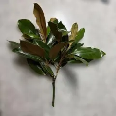タイサンボク 枝物 切り花 生花(リトルジェム)のサムネイル