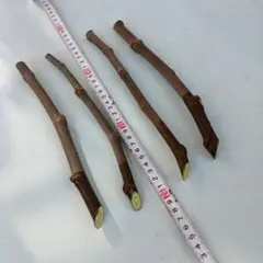 2026年最新】イチヂク穂木の人気アイテム - メルカリ