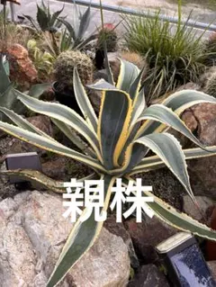 南国 石垣島産 ピーチパイン栽培苗 育成苗 3株セット 元気な苗から出荷