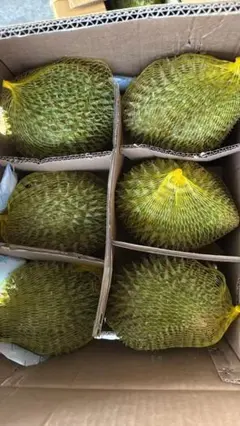 ブラックソーンドリアン 約3kg - メルカリ