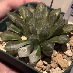 パ*チ様 ハオルチア オブツーサ錦　桜蘭錦　多肉植物