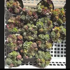 センペルビウム　色々寄せset　⑪　１ポット444円　２ポットでおまけ付き　多肉