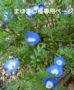 ハワイアンキルト