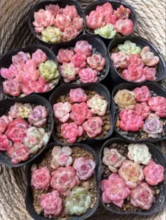 新作　超可愛い　多肉植物　エケベリア　小苗　6株セット　5cm鉢