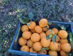 あかりんご様、専用ページ15キロあまなつみかん！