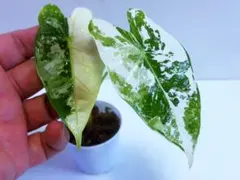 2026年最新】Alocasia frydekの人気アイテム - メルカリ