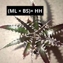 2026年最新】dyckia ディッキアの人気アイテム - メルカリ