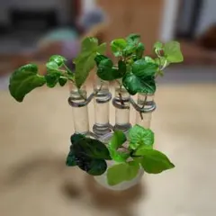 アイビー 水耕栽培 6本