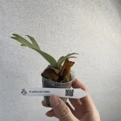 2026年最新】ビカクシダOMGの人気アイテム - メルカリ