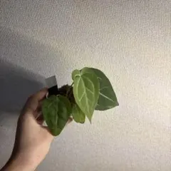 Anthurium Michelle✖️Blood Moonのサムネイル