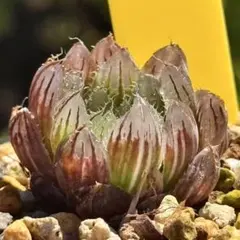 翠雲錦　超美株　ハオルチア　観葉植物　28のサムネイル