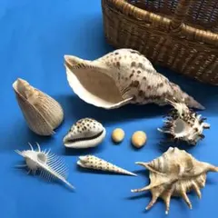 絵画用貝殻10点セット