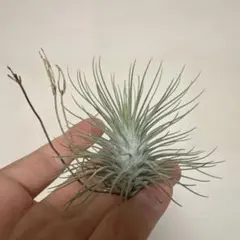 OSAMUsii様 リクエスト 2点 まとめ商品