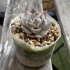 TKO様 リクエスト 10点 まとめ商品