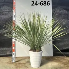 2026年最新】ロストラータの人気アイテム - メルカリ