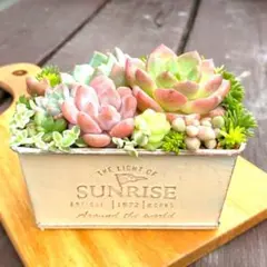 2025年最新】多肉植物 寄せ植え そのまま飾れるの人気アイテム