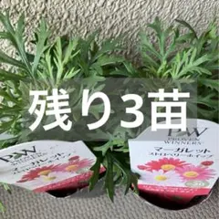 2025年最新】マーガレット ストロベリーホイップの人気アイテム - メルカリ