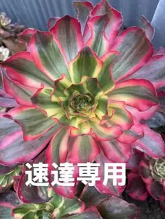 聖様 リクエスト 3点 まとめ商品