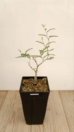 【大株】オペルクリカリア　パキプス　実生株　【鉢ごと発送】のサムネイル