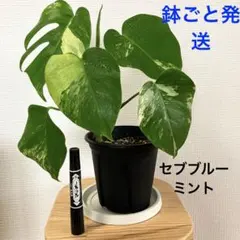 2026年最新】セブブルーミントの人気アイテム - メルカリ