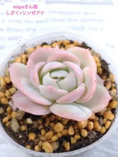 2025年最新】miyaさん苗の人気アイテム - メルカリ