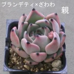 ア*サ様 おらいさん苗10点セット　まだまだ可愛いくなりますのでお楽しみに♡ 札 2026年最新】おらいさん苗の人気アイテム - メルカリ