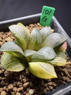 80g 多肉植物 ハオルチア 花水晶錦 自家繁殖 鉢植え発送 - メルカリ